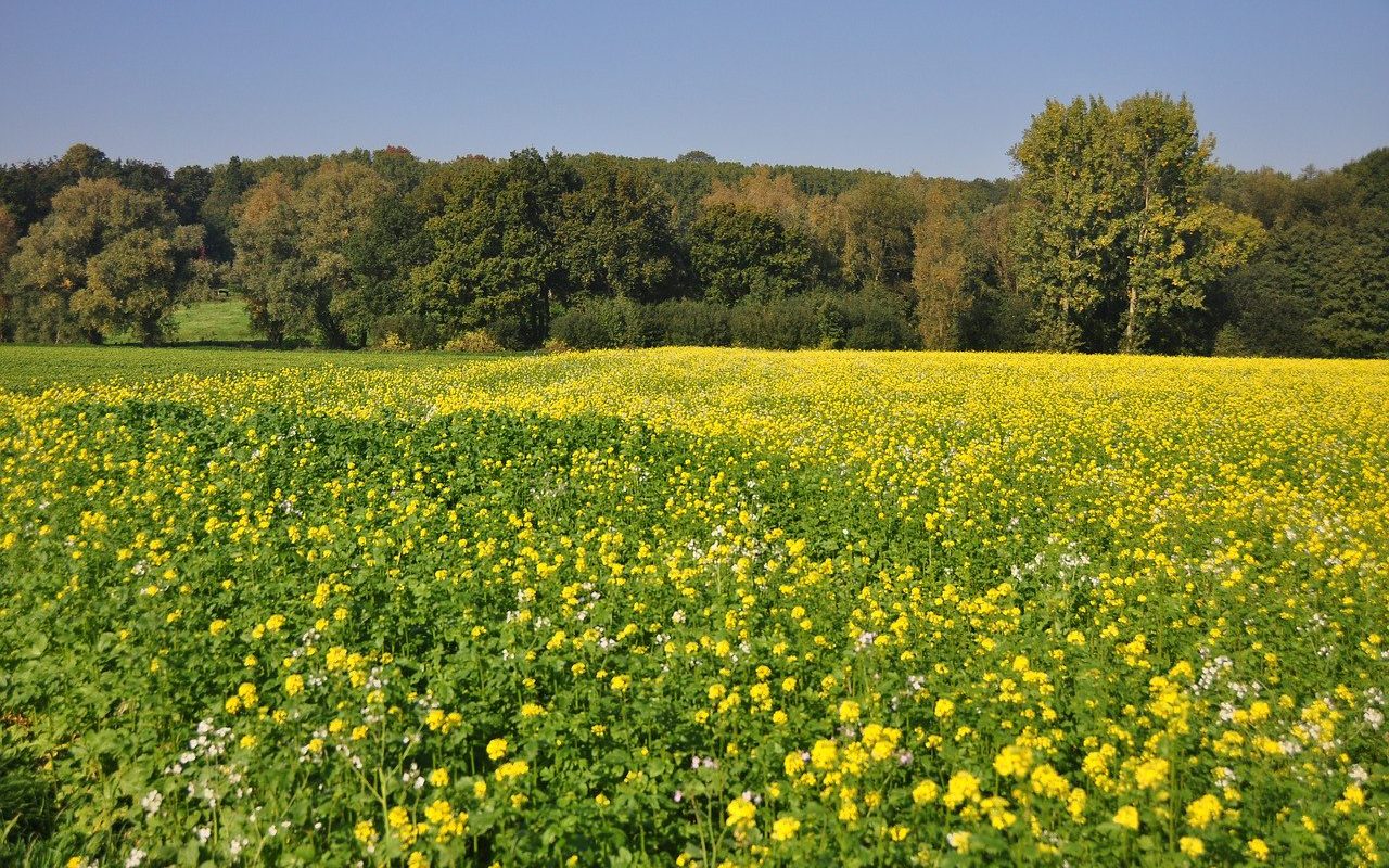 vakantiehuizen Ardennen