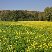 vakantiehuizen Ardennen