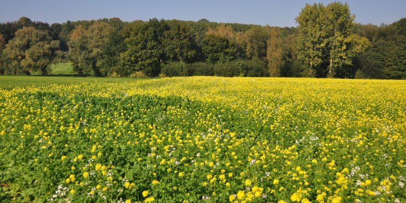 vakantiehuizen Ardennen